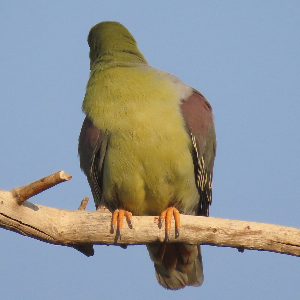 Африканский зелёный голубь - ML184530331