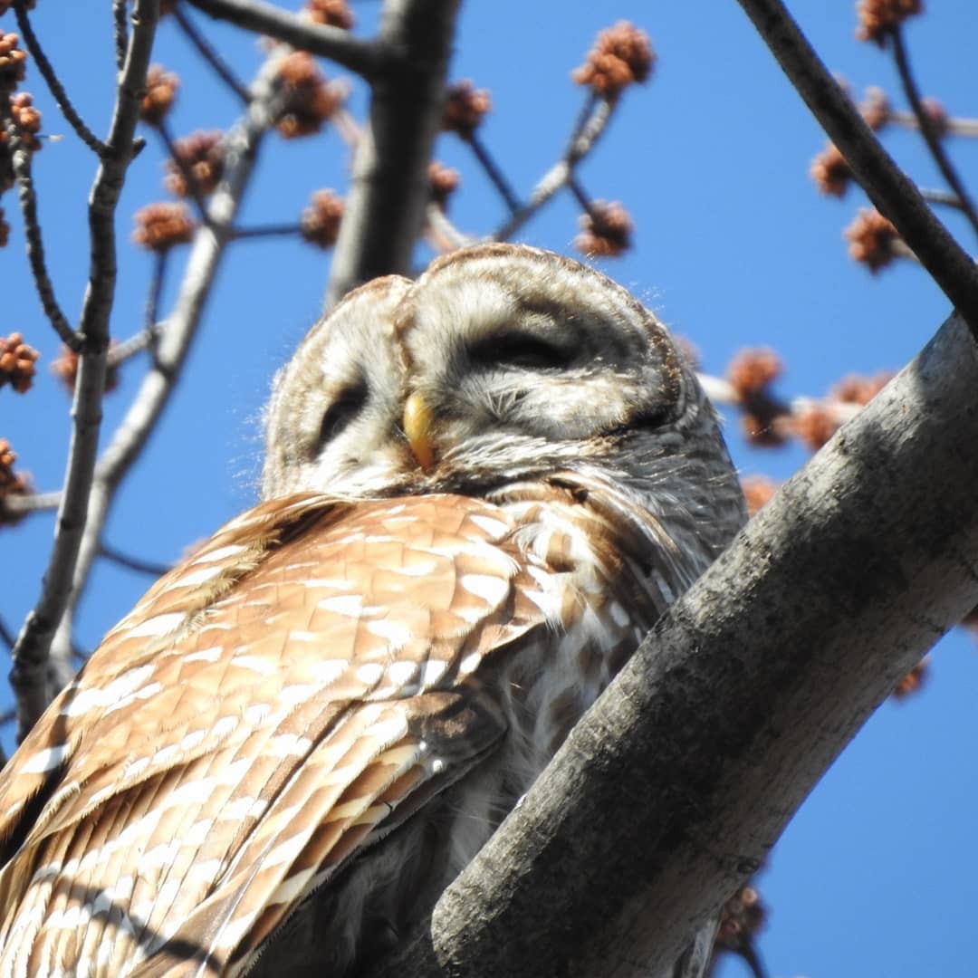 Barred Owl - ML184530991