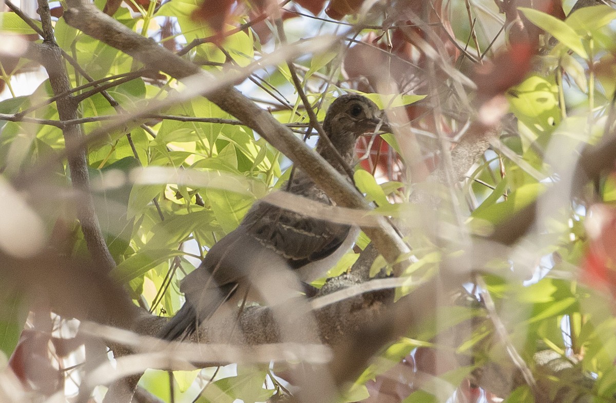 Common Bronzewing - ML184531931