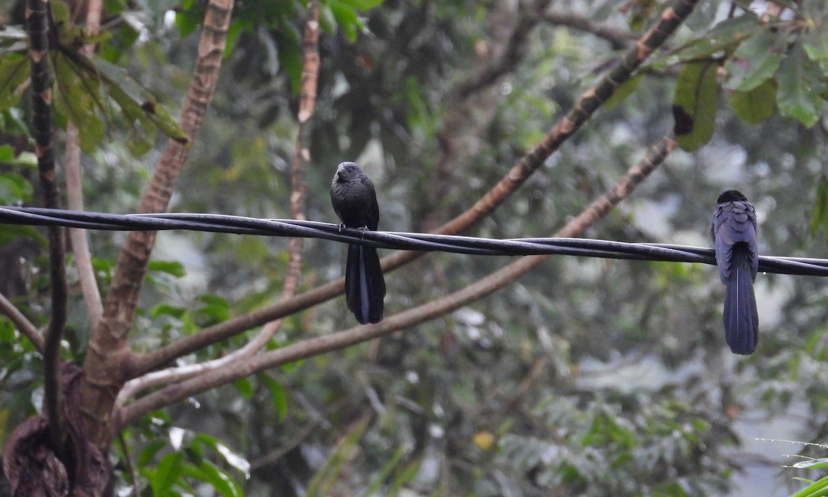 Groove-billed Ani - ML184532561