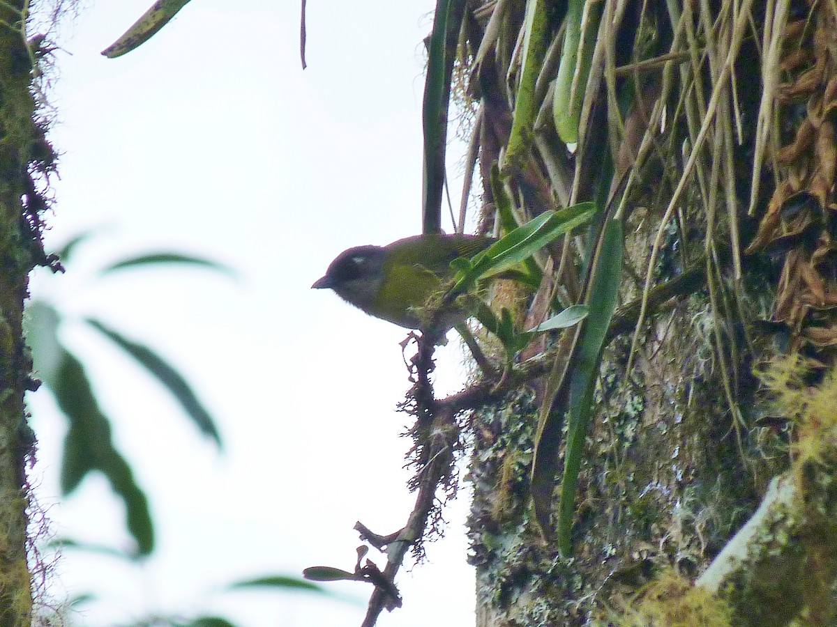 Common Chlorospingus - Suzanne O'Rourke