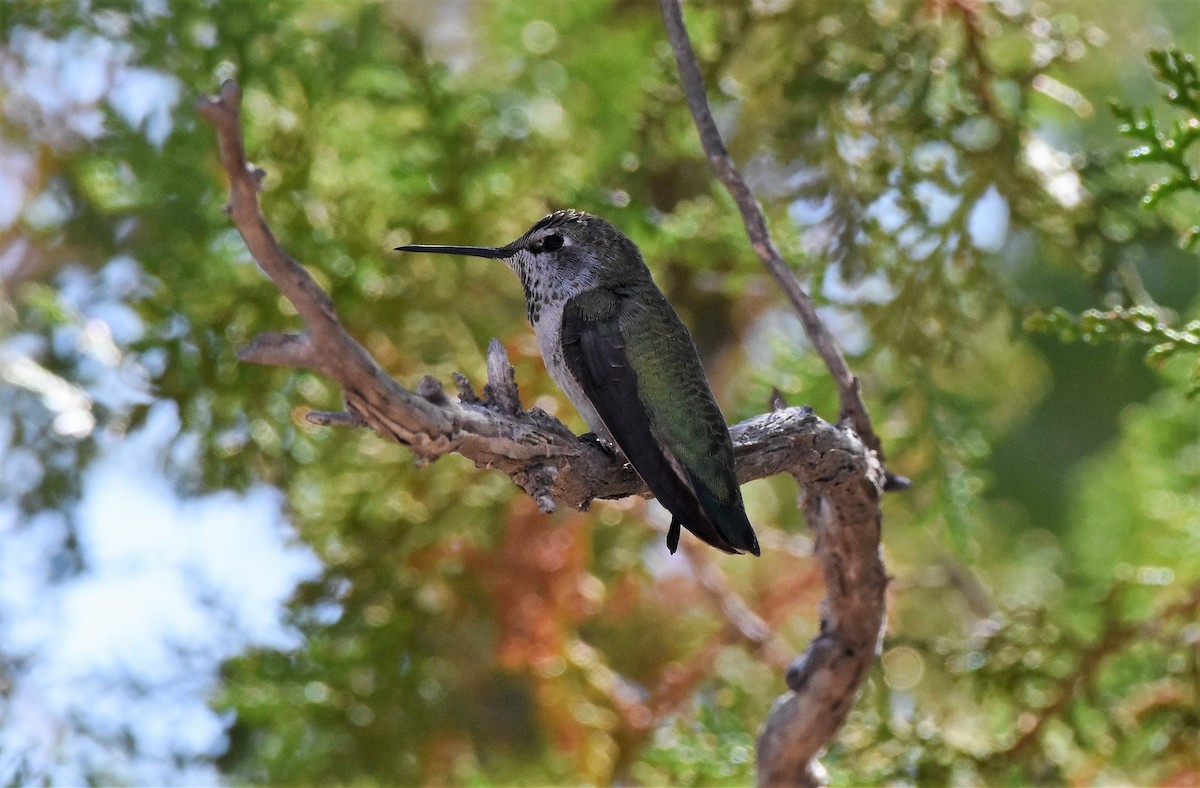 Colibrí de Anna - ML184534361