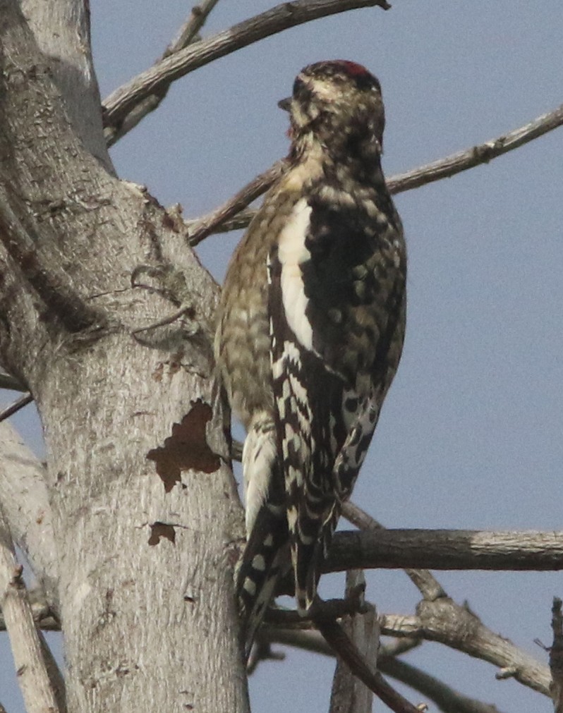 Yellow-bellied Sapsucker - ML184534891