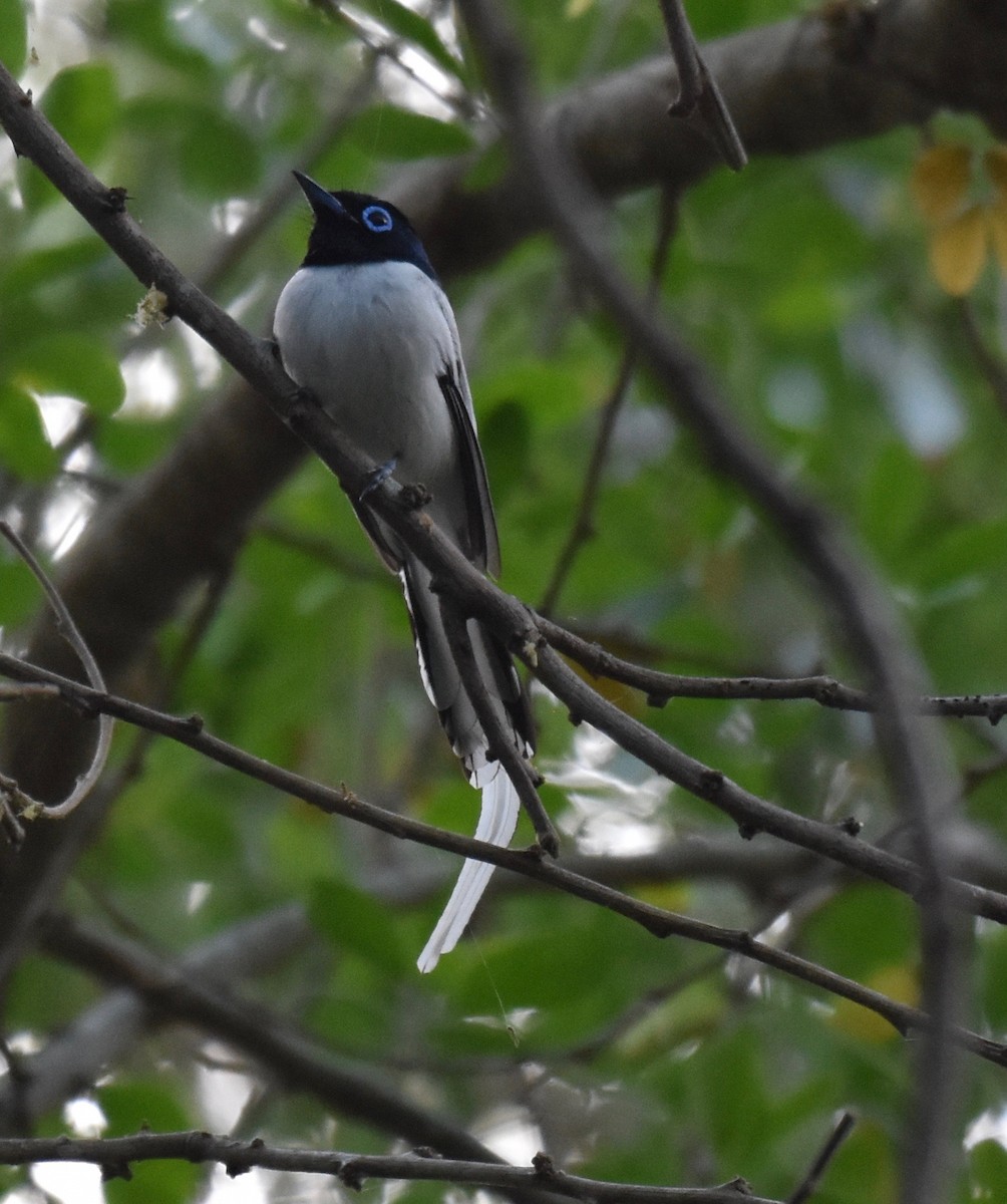 Malagasy Paradise-Flycatcher - ML184535011