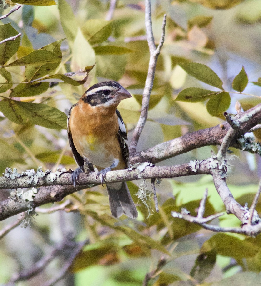 Black-headed Grosbeak - Janice Neitzel