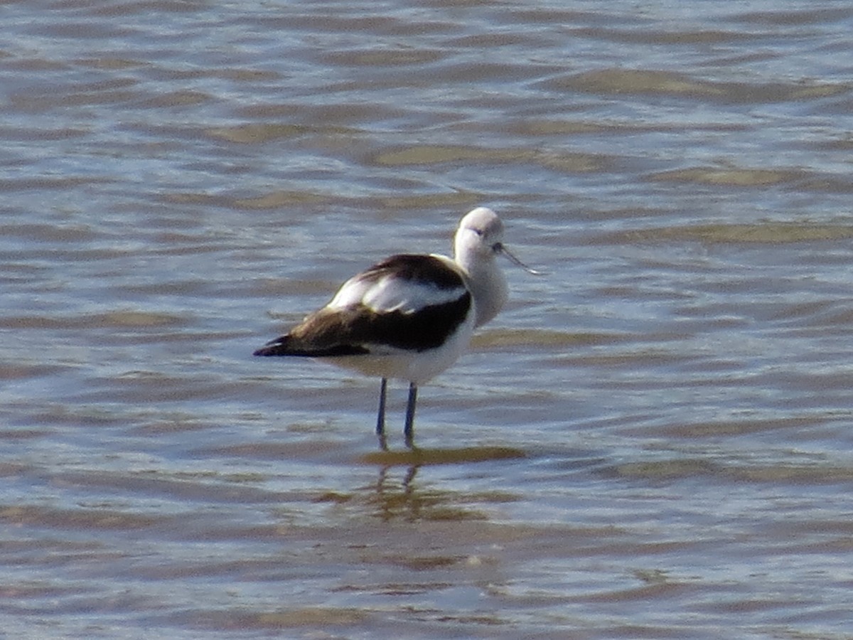 American Avocet - WS Barbour