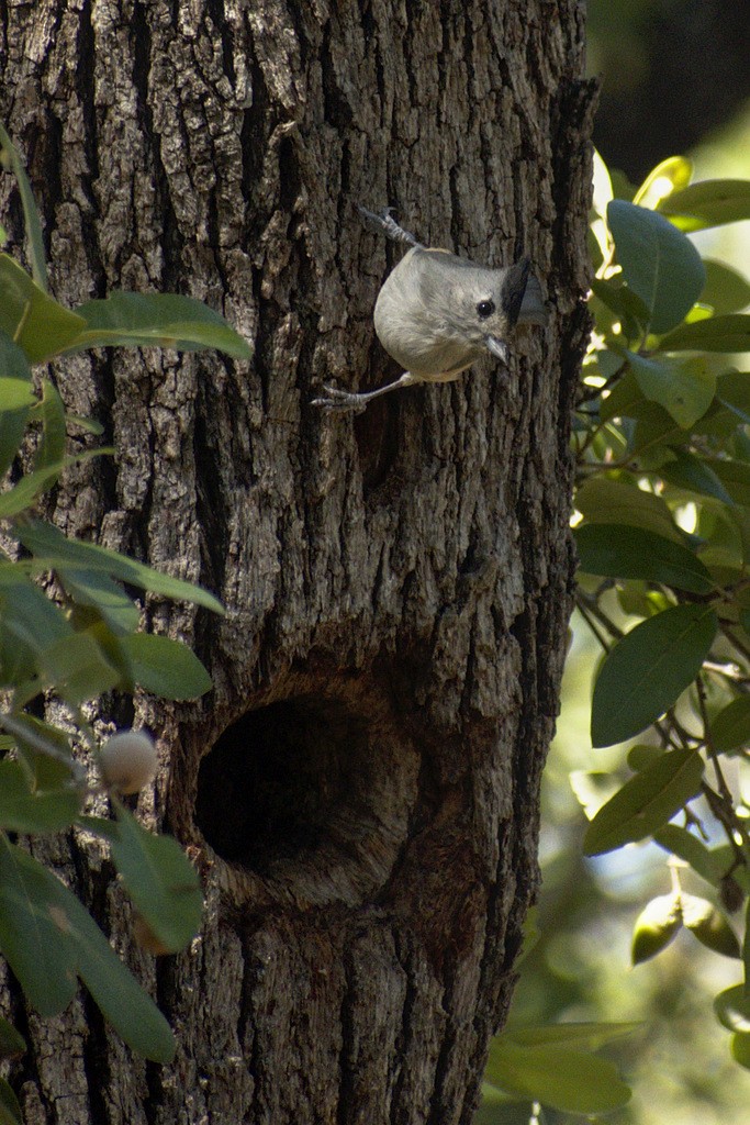 Black-crested Titmouse - ML184537821