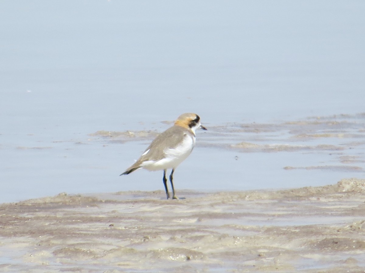 Puna Plover - ML184539391