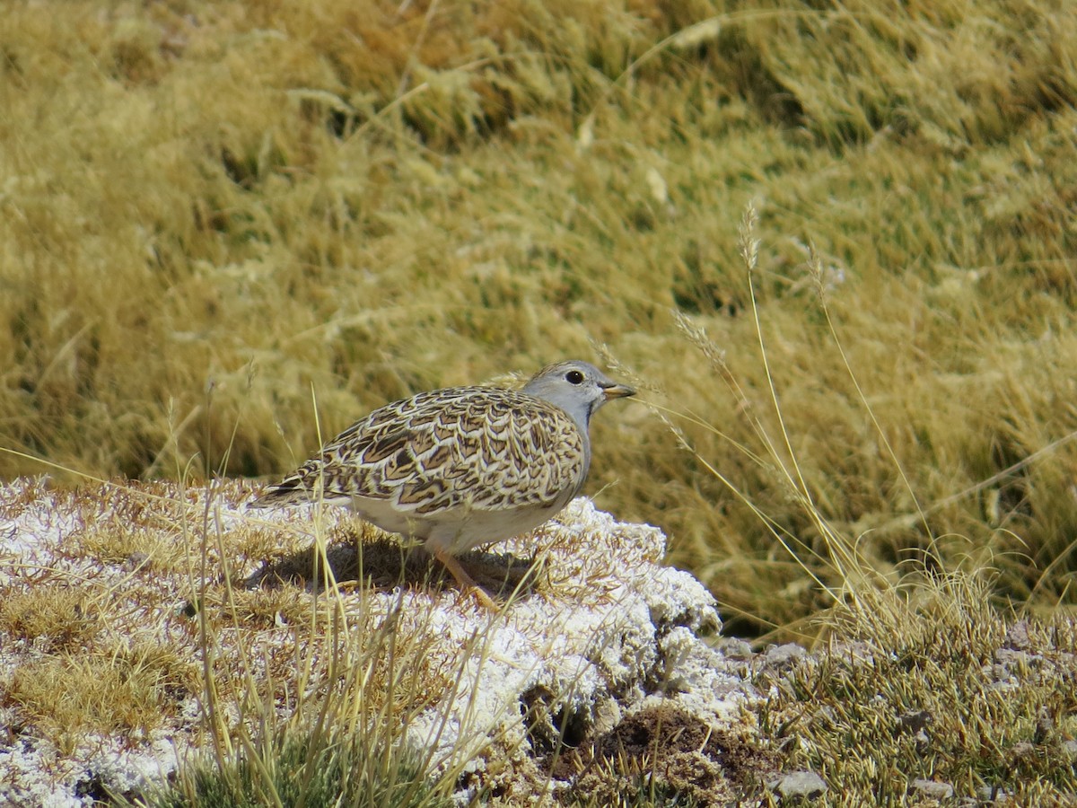 Gray-breasted Seedsnipe - ML184539601