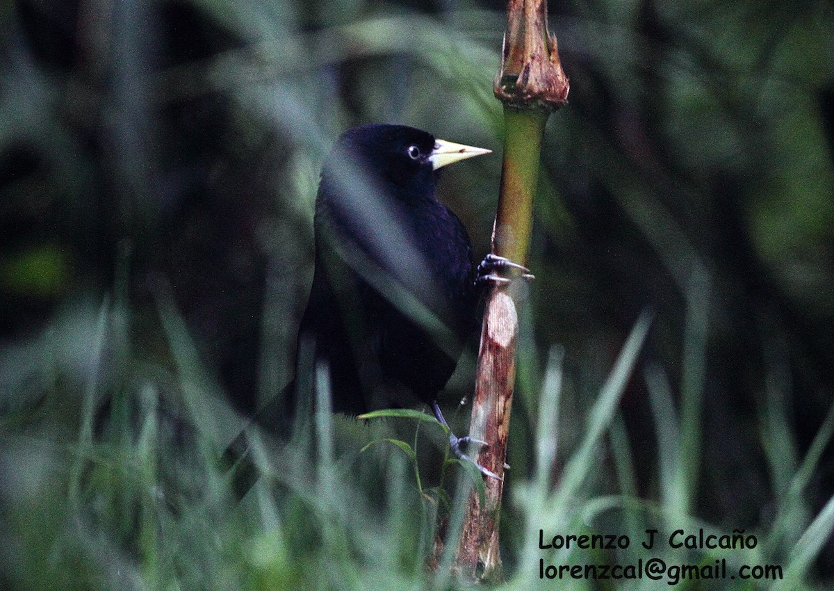 Yellow-billed Cacique - Lorenzo Calcaño