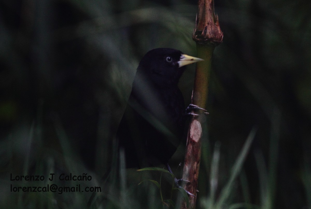 Yellow-billed Cacique - ML184541031