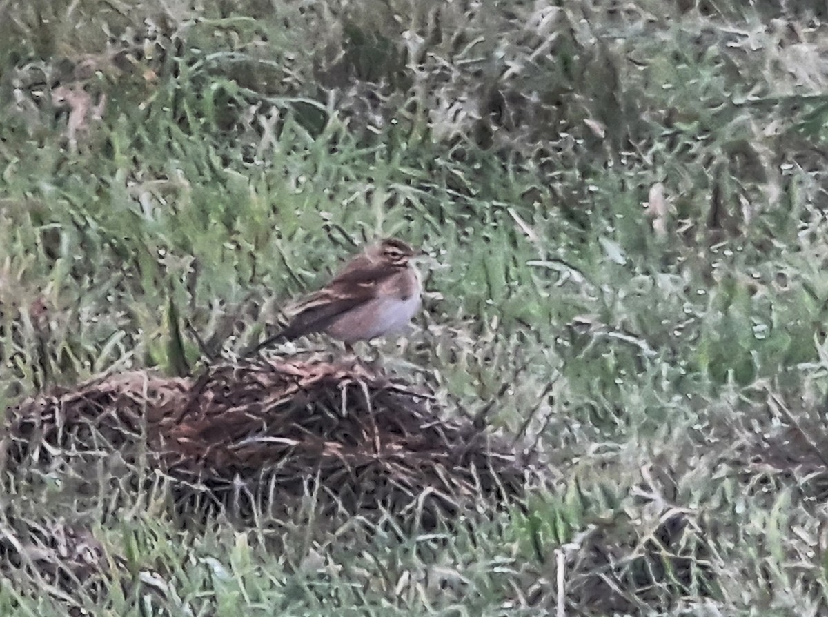 Richard's Pipit - ML184541151