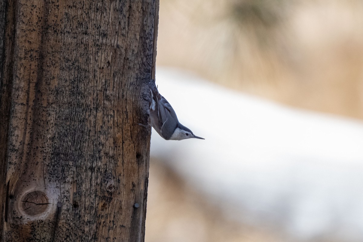 White-breasted Nuthatch - ML184541431
