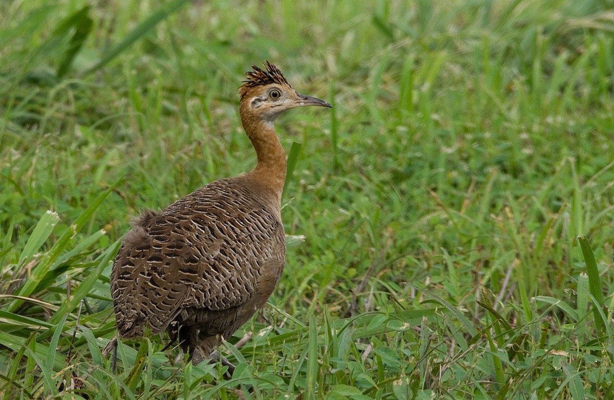 Red-winged Tinamou - ML184544981