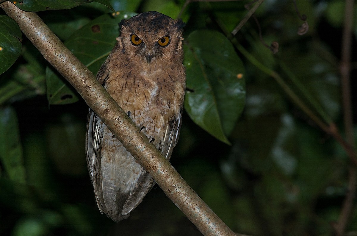 Tawny-bellied Screech-Owl (Austral) - ML184545071