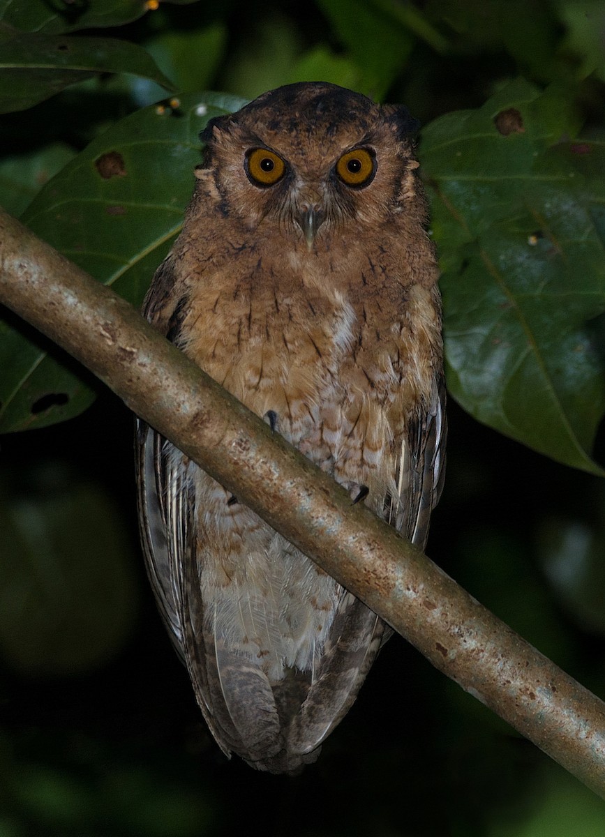 Tawny-bellied Screech-Owl (Austral) - ML184545081