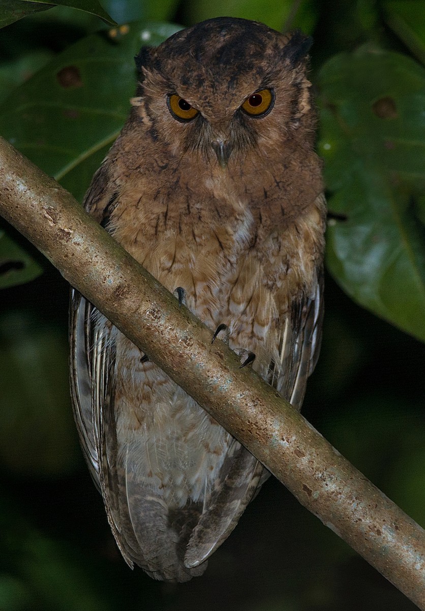 Tawny-bellied Screech-Owl (Austral) - ML184545101