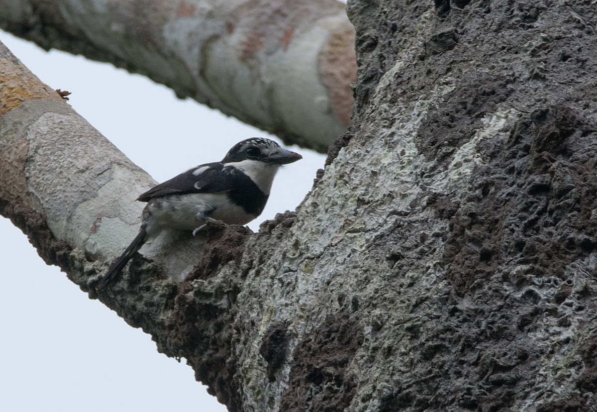 Pied Puffbird - ML184545221