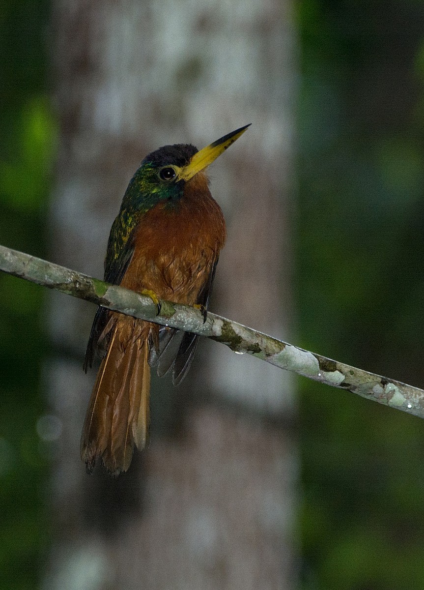 Blue-cheeked Jacamar - LUCIANO BERNARDES