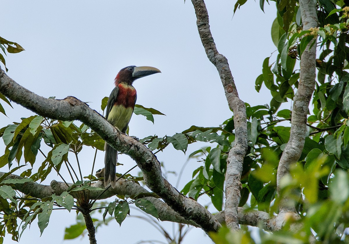 Red-necked Aracari - ML184545371