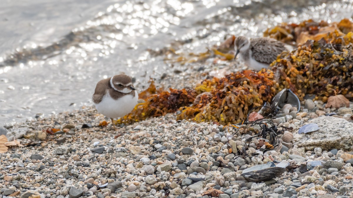 Semipalmated Plover - ML184545491