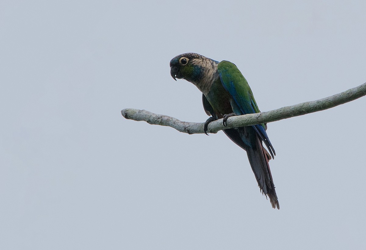 Conure perlée (anerythra) - ML184545511