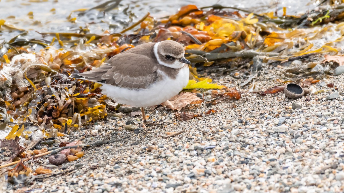Semipalmated Plover - ML184545861