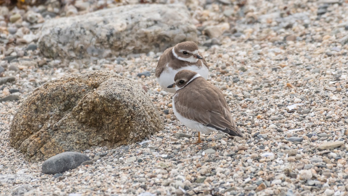 Semipalmated Plover - ML184545871