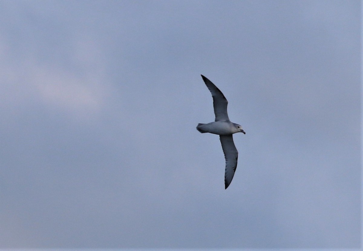 Southern Fulmar - ML184546731