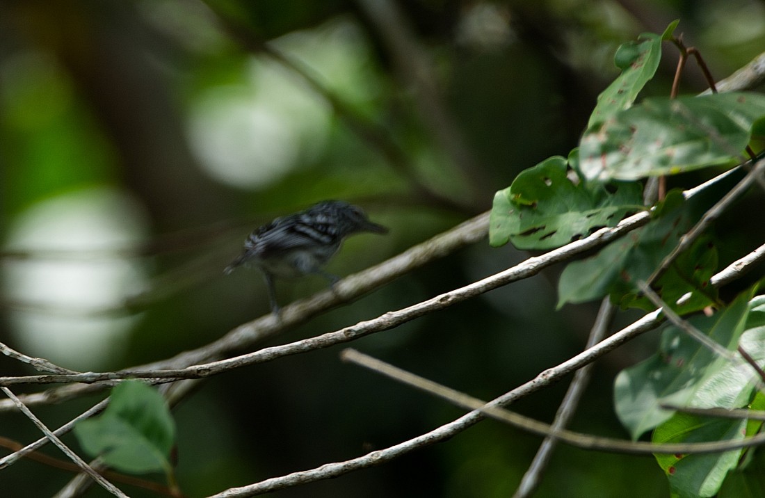 Amazonian Streaked-Antwren - LUCIANO BERNARDES