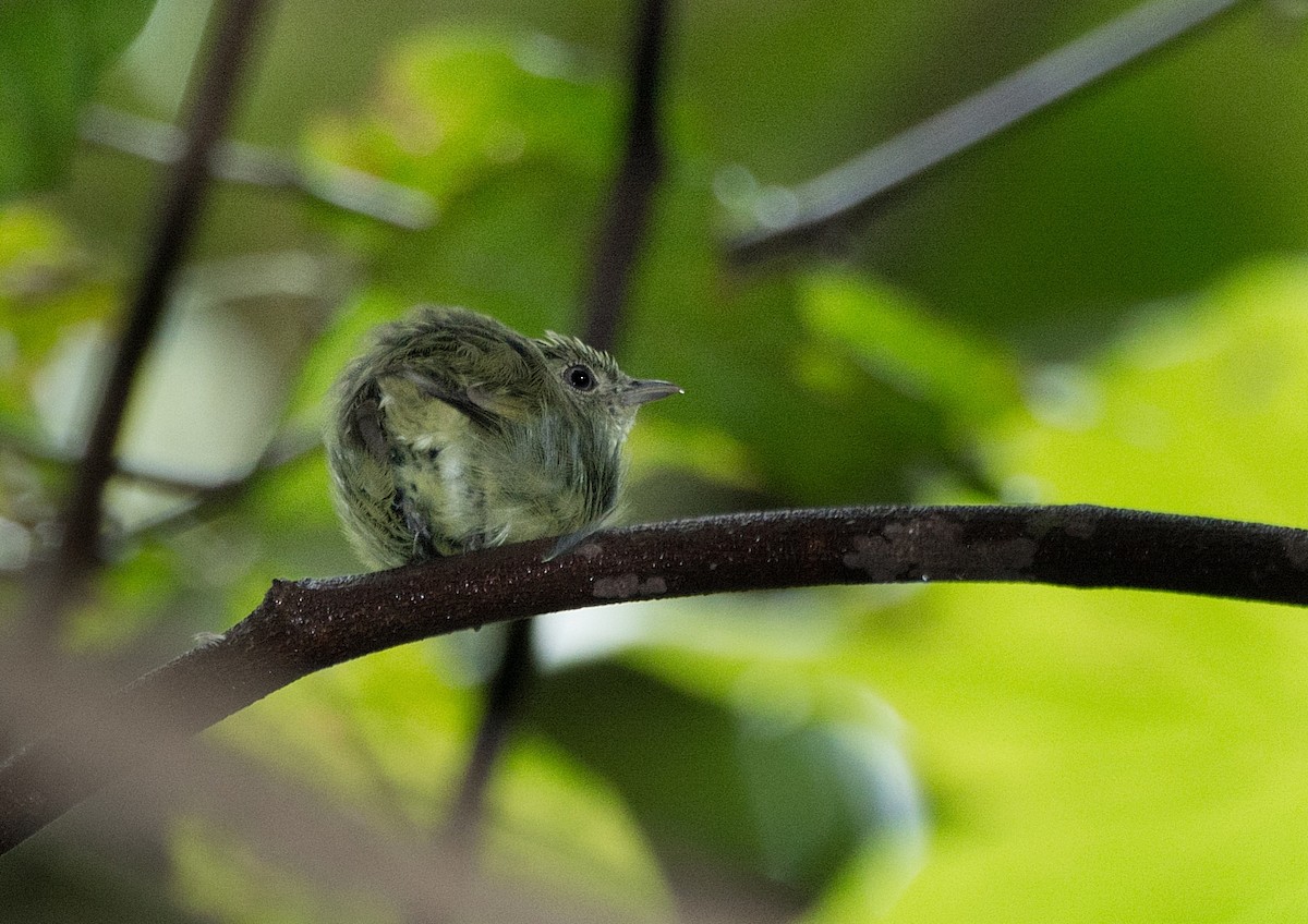 Dwarf Tyrant-Manakin - ML184547511