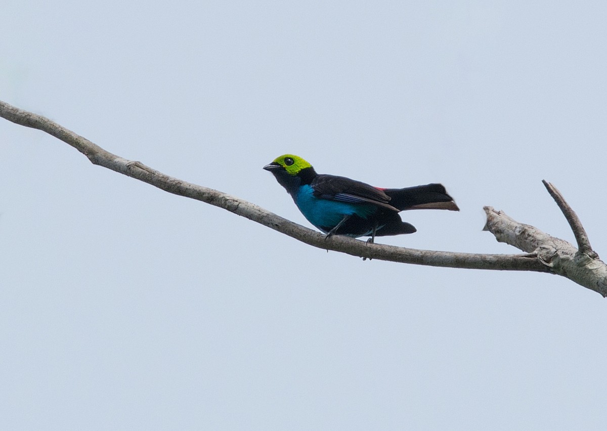 Paradise Tanager - LUCIANO BERNARDES