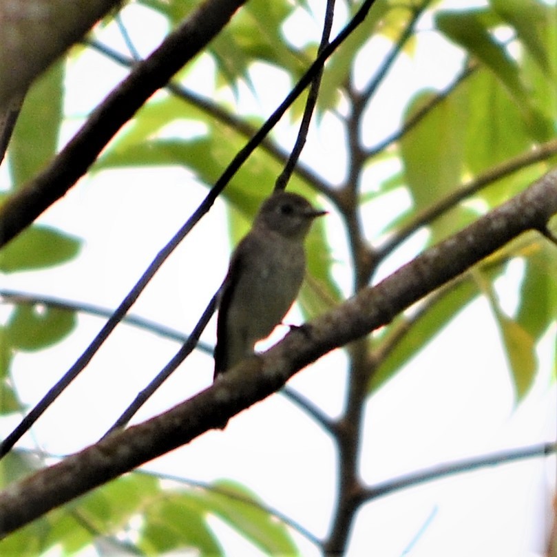 Дагуурын намнаахай - ML184548991