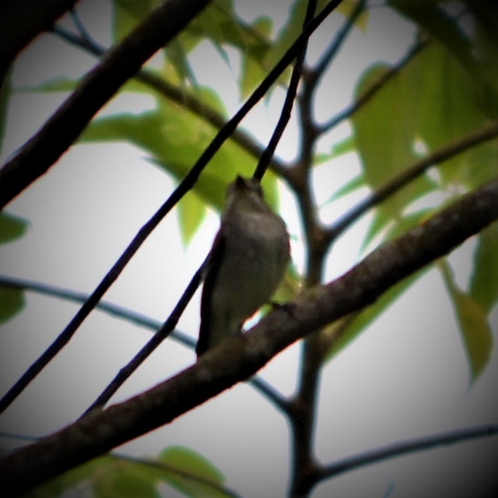 Дагуурын намнаахай - ML184549001