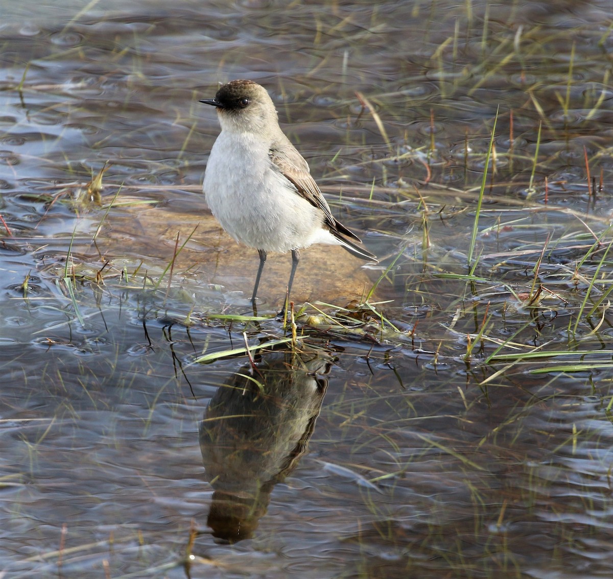 Dark-faced Ground-Tyrant - Larry Schmahl