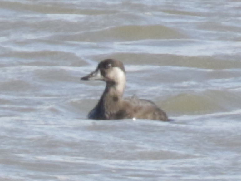 Black Scoter - ML184549521