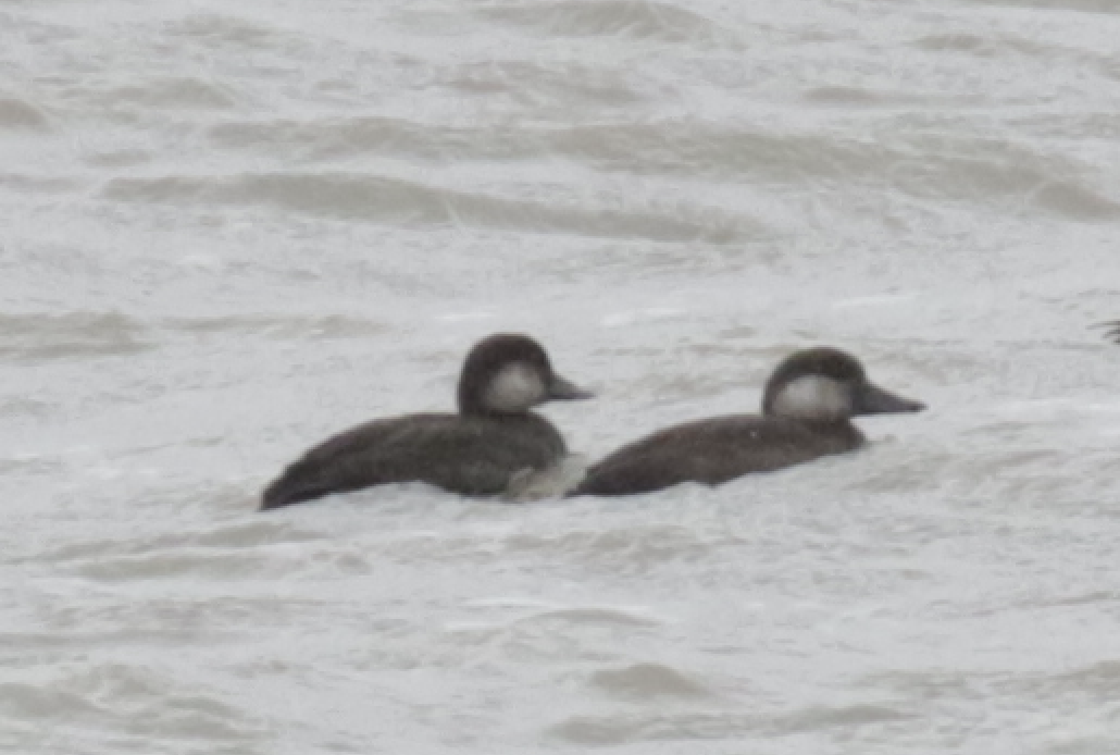 Black Scoter - ML184549531