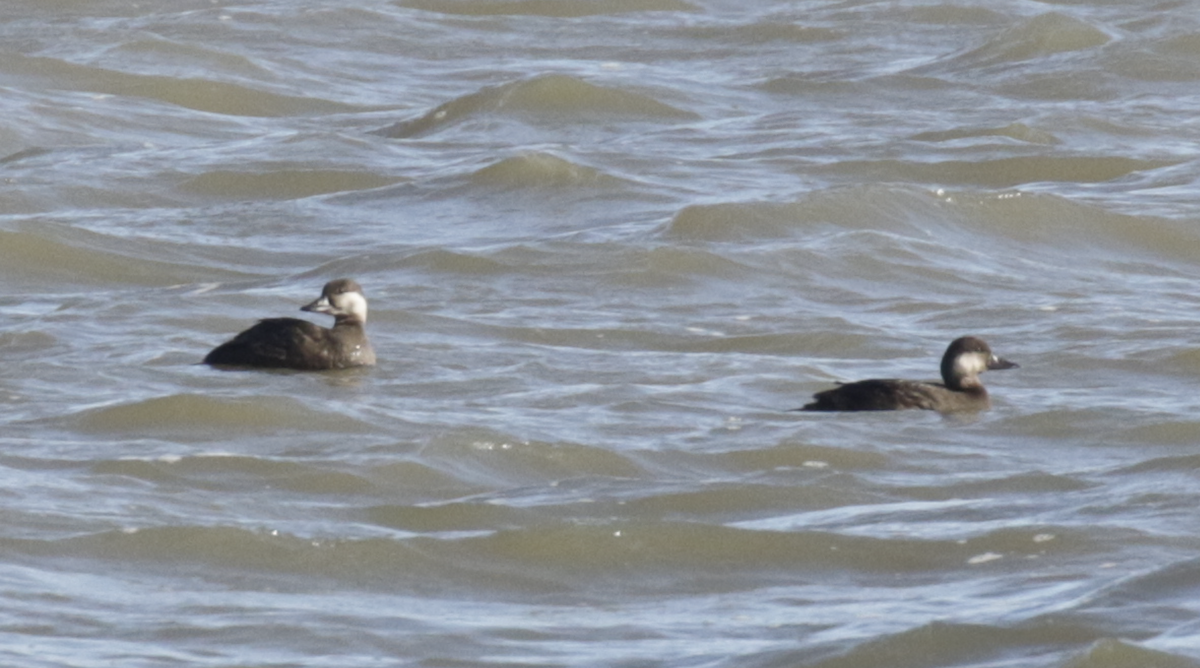 Black Scoter - Paul Jacyk