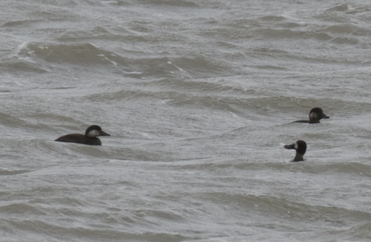 Black Scoter - Paul Jacyk