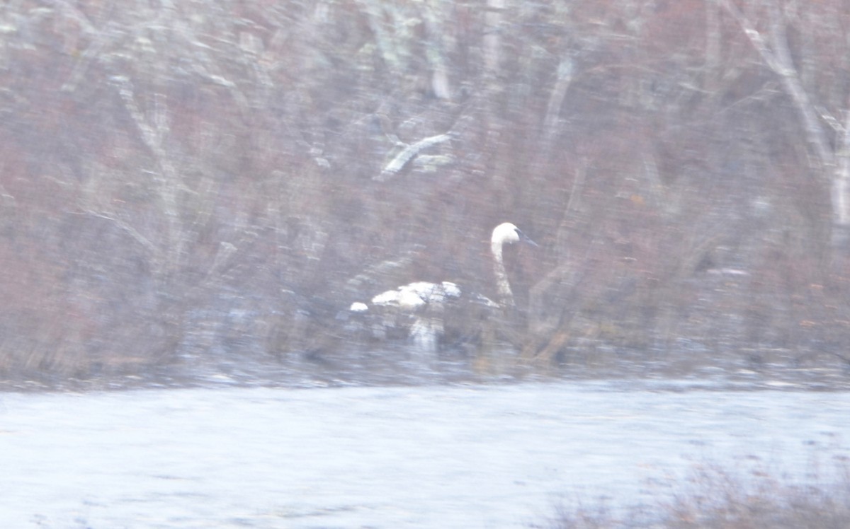 Trumpeter Swan - Richard Garrigus