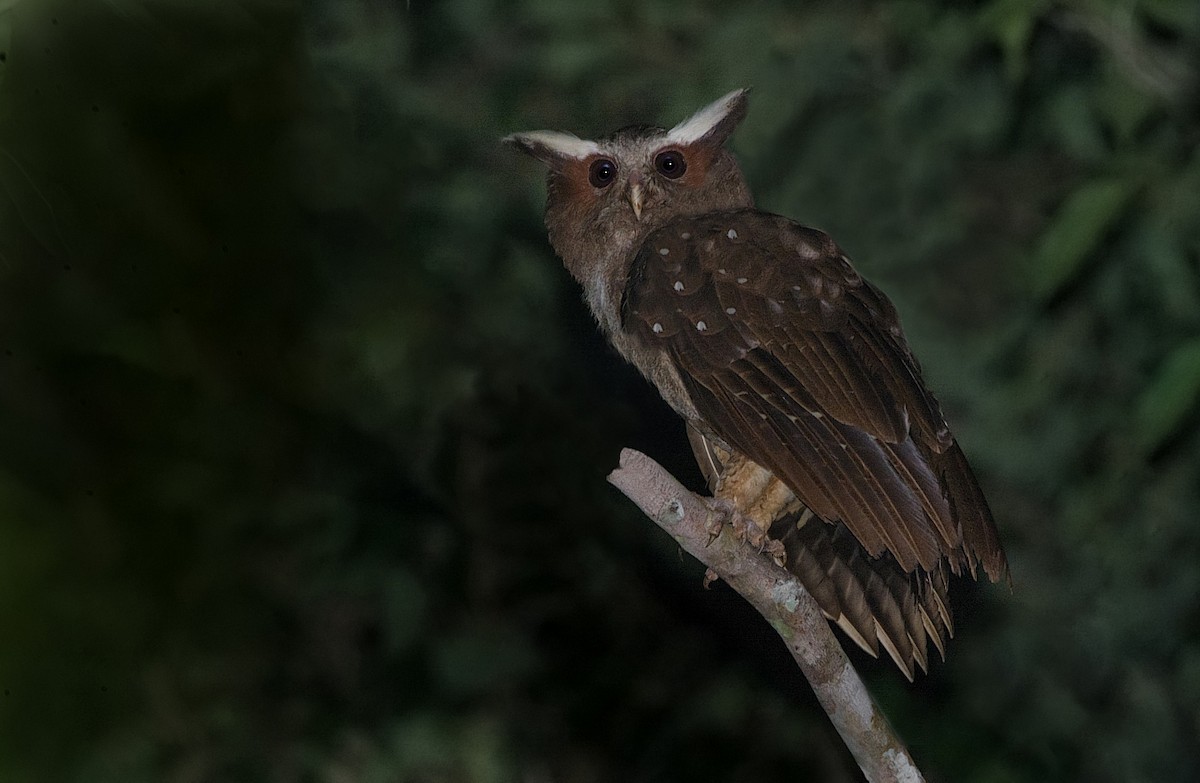 Crested Owl - ML184553011