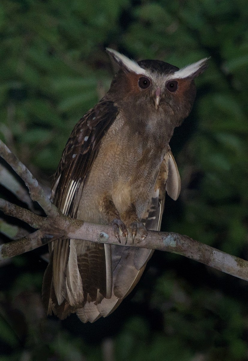 Crested Owl - ML184553081