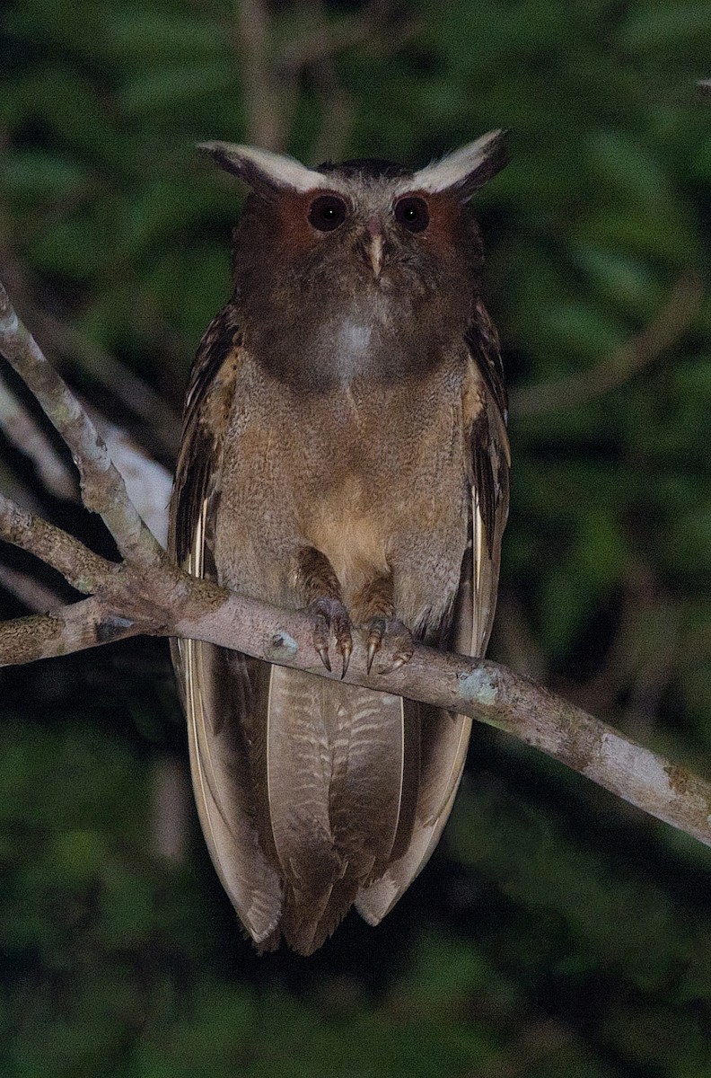 Crested Owl - ML184553091