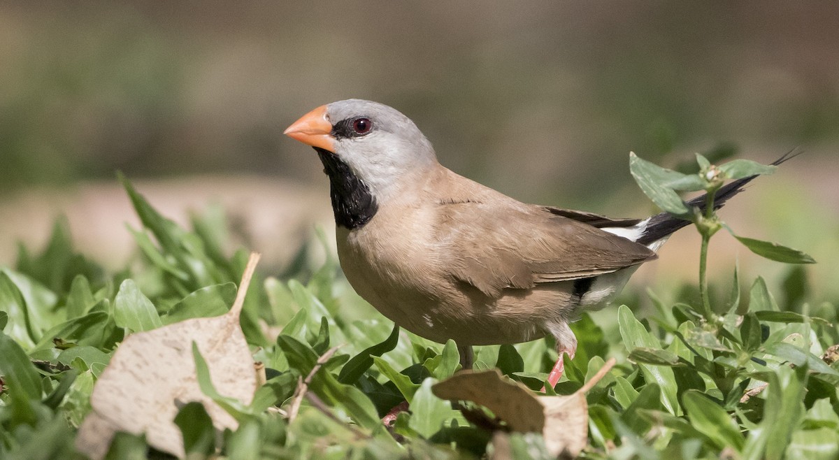 Long-tailed Finch - ML184553191