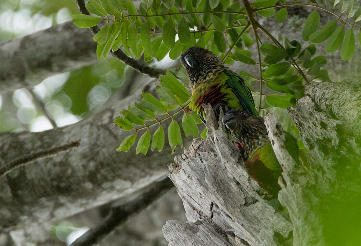 Santarem Parakeet (Madeira) - LUCIANO BERNARDES