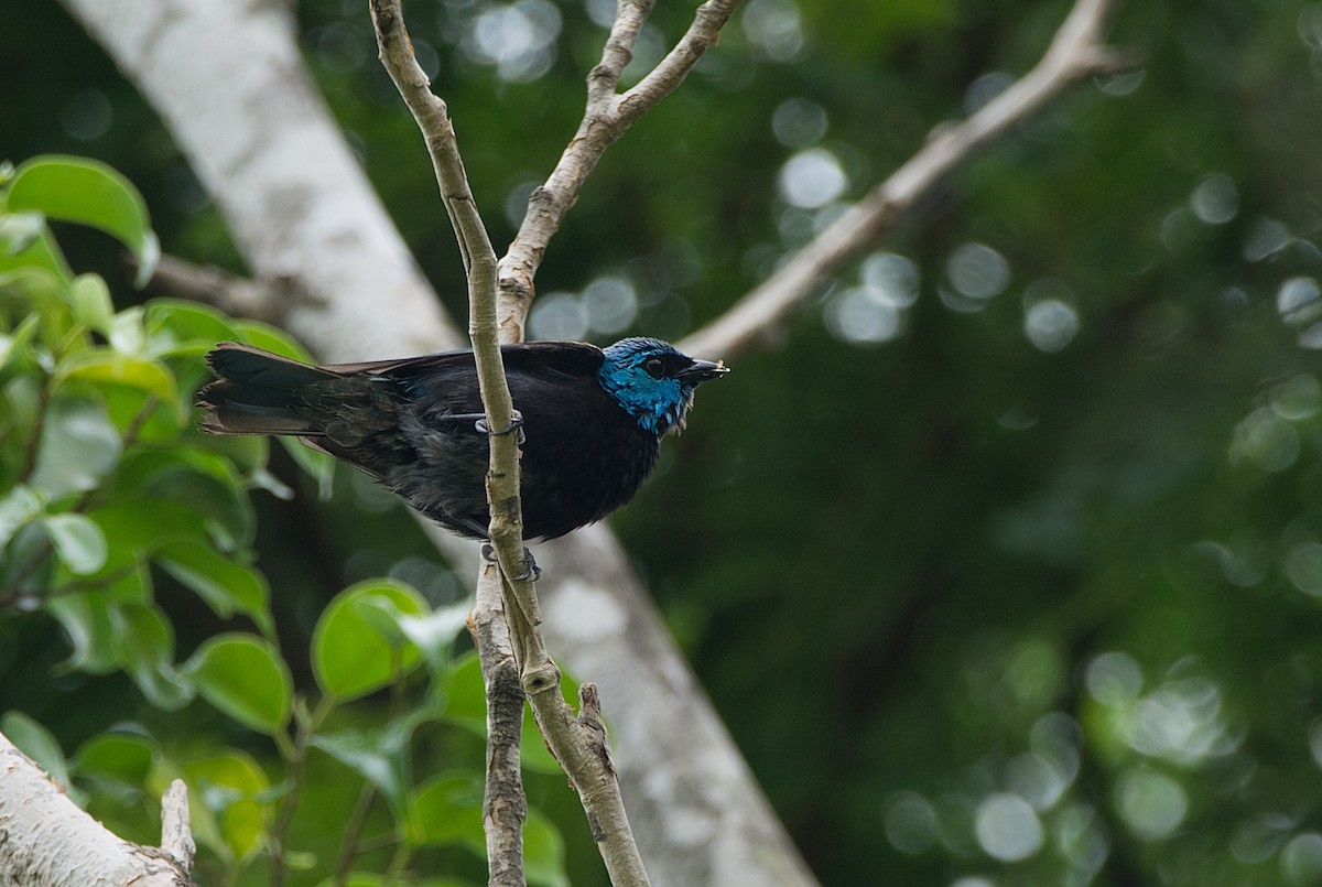 Blue-necked Tanager - ML184554721