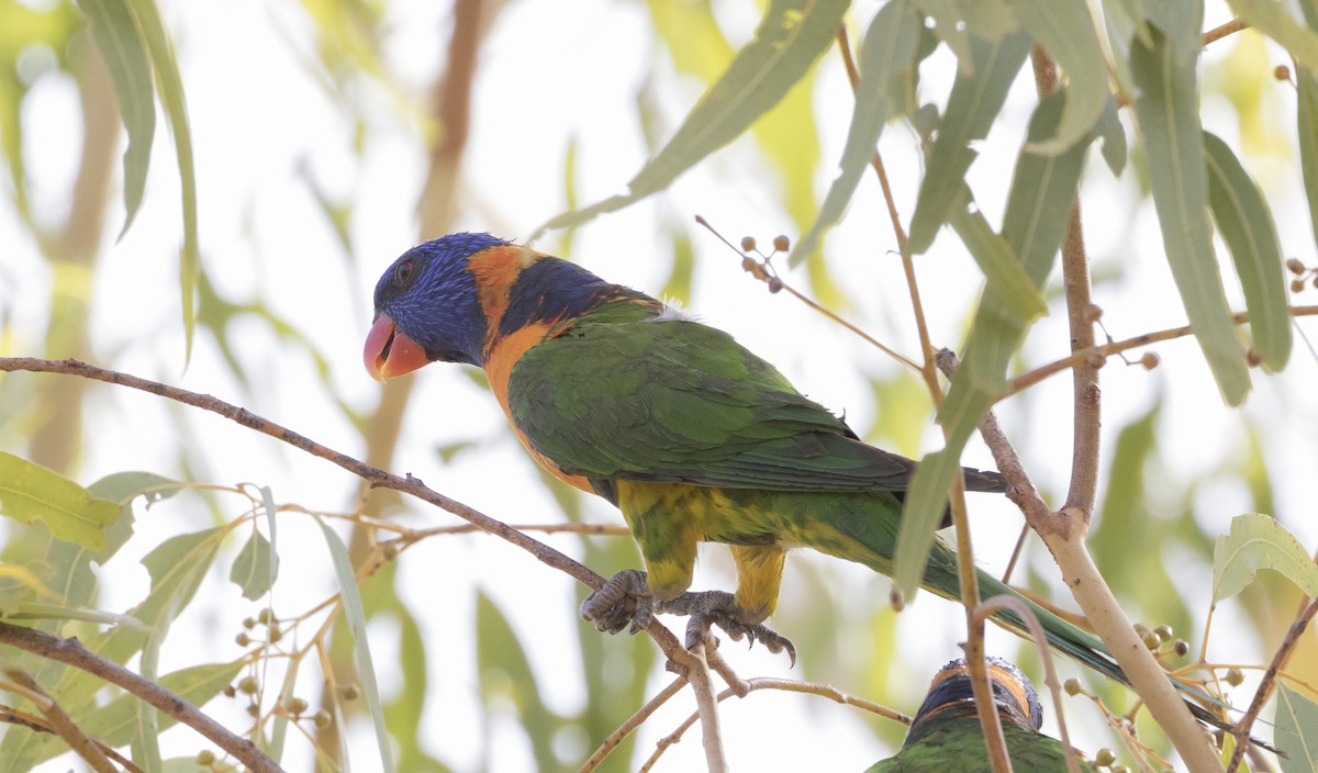 Red-collared Lorikeet - ML184554791