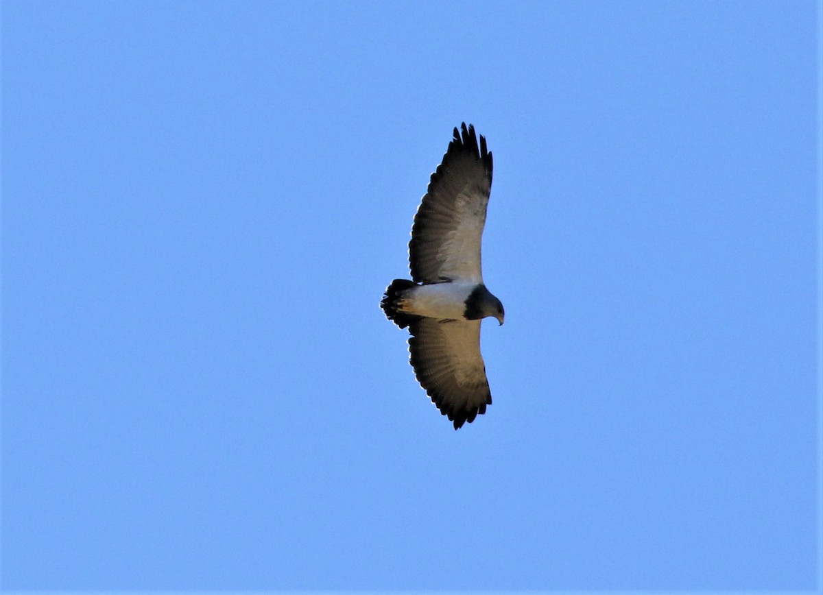 Black-chested Buzzard-Eagle - Larry Schmahl