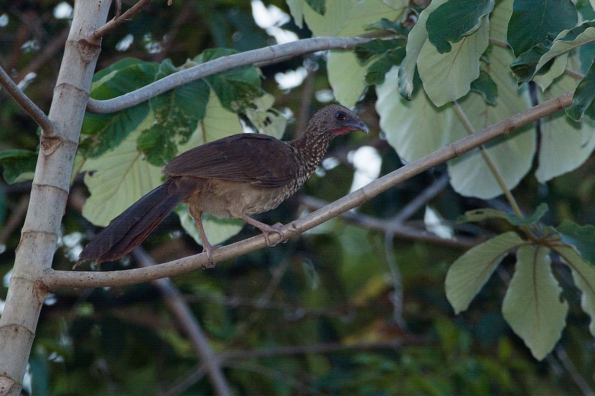 Chachalaca Moteada - ML184556731