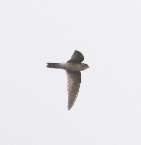 Germain's Swiftlet - ML184556841